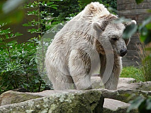 Closeup shot of polar bear in the zoo