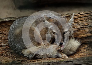 Closeup shot of a polar fox at a zoo in Germany