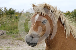 Closeup shot of a poney with a blurred background