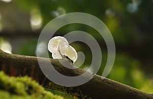 Closeup shot of a porcelain fungus mushroom and moss