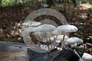 Closeup shot of a Porcelain mushrooms (Oudemansiella mucida) mushroom  on tree bark