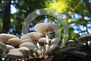 Closeup shot of a Porcelain mushrooms (Oudemansiella mucida) mushroom  on tree bark