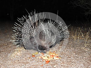 Closeup shot of a porcupine eating fruits by night