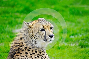 Closeup shot Portrait of a cheetah lying on a green grass field