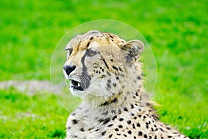 Closeup shot Portrait head of a cheetah lying on a green grass field