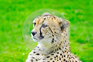 Closeup shot Portrait head of a cheetah lying on a green grass field