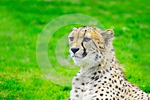 Closeup shot Portrait head of a cheetah lying on a green grass field