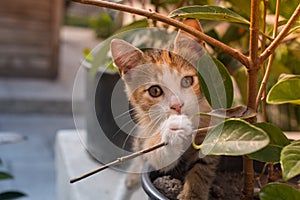Closeup shot of a portrait of a lovely kitten behind a plant