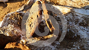 Closeup shot of pressed dried dung cakes for fuel