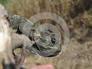 Closeup shot of a profile of a Mediterranean chameleon sitting on a branch in Malta