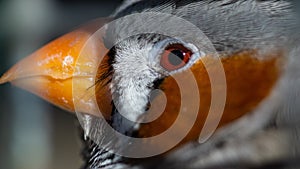 Closeup shot of a profile of a multicolor bird with a small yellow beak