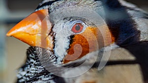 Closeup shot of a profile of a multicolor bird with a small yellow beak