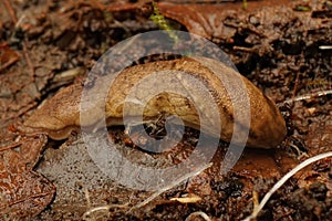 Closeup shot of a Prophysaon andersoni slug on the ground