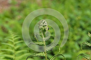 Closeup shot of Pteridium aquilinum fern, inhibited common fern, also known as eagle fern