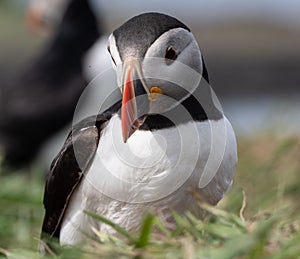 Closeup shot of the puffin in Treshnish Islands