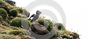 Closeup shot of the puffin in Treshnish Islands