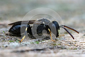 Closeup shot of a punctate spatulate-masked bee, Hylaeus punctatus on a piece of wood photo