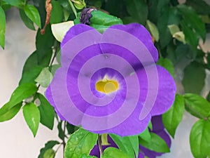 closeup shot of a purple colored flower