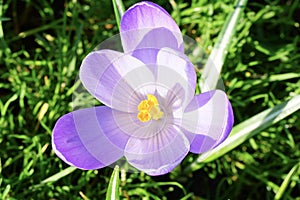 Closeup shot of a purple flower with a blurred background