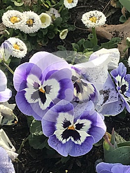 Closeup shot of purple garden pansy flowers with white flowers in the background