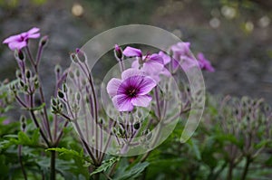 Closeup shot of purple Giant herb-robert flowers blooming in a field against a blurred background