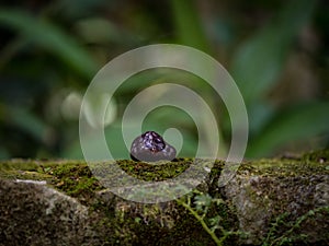 Closeup shot of a purple granade quartz crystal on a mossy rock surface