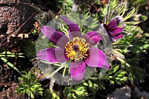 Closeup shot of purple pasque flowers in springtime