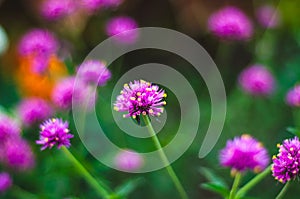 Closeup shot of a purple Prairie clover flower on a blurred background