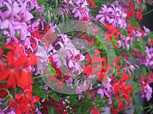 Closeup shot of purple and red Pelargonium peltatum flowers in a garden