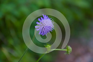 Closeup shot of a purple shameplant flower on a blurred background