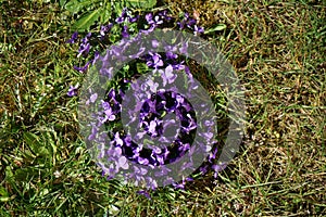 Closeup shot of purple small flowers