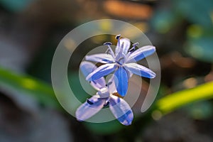 Closeup shot of purple squill flowers against a blurry natural background.