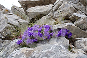 Closeup shot of purple wildflowers growing near rocks on a mountainside