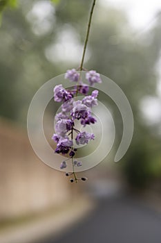 Closeup shot of a purple wisteria flower on a blurred background