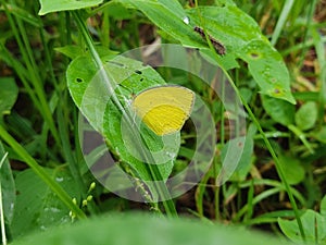 Closeup shot of a Pyrisitia nise butterfly, on a green leaf, surrounded by grass in the forest