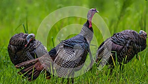 Closeup shot of a rafter of wild turkeys in the field in the daylight