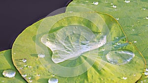 A closeup shot of a rain water drop on green lotus or water lily