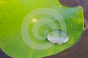 A closeup shot of a rain water drop on green lotus or water lily