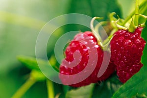 Closeup shot of raspberries ripening on a blurred background