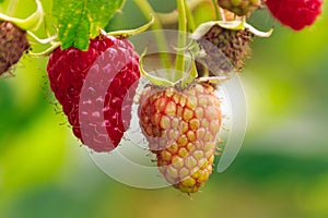 Closeup shot of raspberries ripening on a blurred background