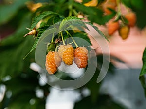 A closeup shot of a raspberry plant with ripe yellow raspberries on it