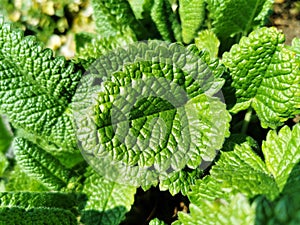 Closeup shot of raspberry plants