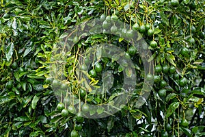 Closeup shot of raw avocados hanging on a tree branch (Persea Americana) with green leaves