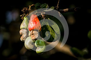 Closeup shot of raw cashewnuts hanging on the branch with its fruit photo