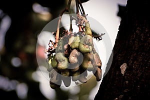 Closeup shot of raw cashewnuts hanging on the branch with its fruit