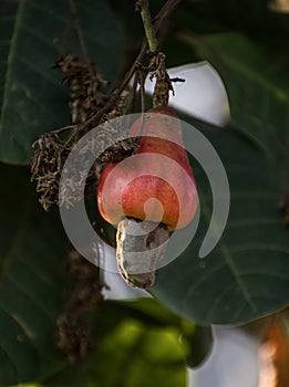 Closeup shot of raw cashewnuts hanging on the branch with its fruit photo