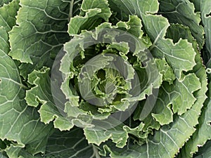 A closeup shot of raw organic collard greens