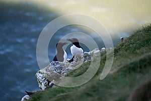 Closeup shot of razor-billed auks near the sea on a sunny day