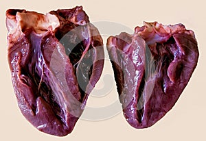 Closeup shot of a real heart sectioned in two on a beige background