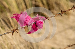 Closeup shot of a reaped pink cloth on a barb wire fence
